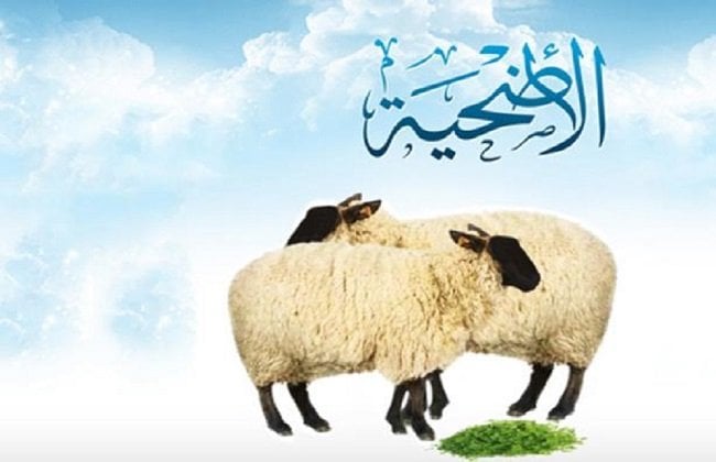 الأضحية في فكر أهل البيت عليهم السلام